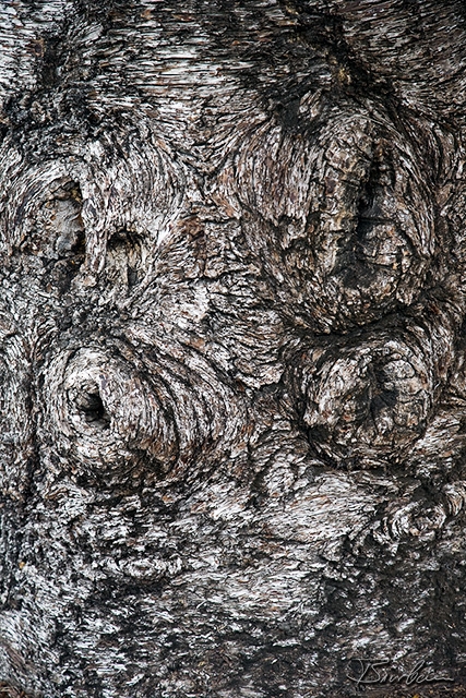 IMG_7268-01 - Rinde.jpg - Tree